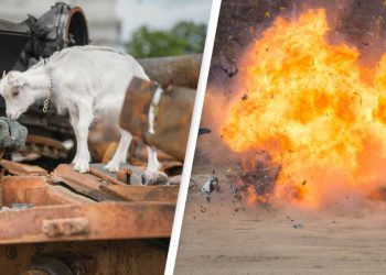 A goat in Ukraine joined the fight against Russia, causing “chaotic movements” that injured 40 Russian soldiers