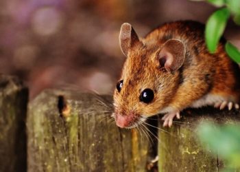 Lassa Fever: Nigerian government is working on vaccine in engagement with global stakeholders