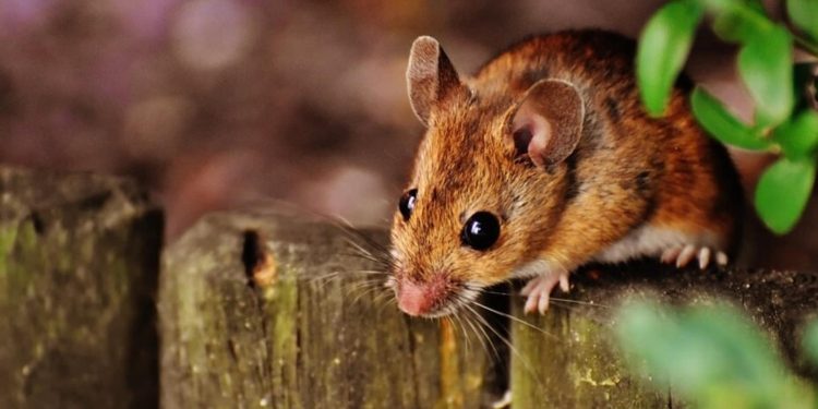 Lassa Fever: Nigerian government is working on vaccine in engagement with global stakeholders