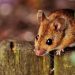 Lassa Fever: Nigerian government is working on vaccine in engagement with global stakeholders