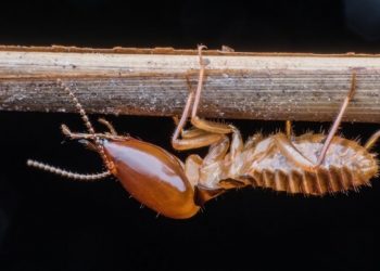 EXPLAINER: How N17.1bn government fund went untraceable due to “termites” attack on NSITF vouchers