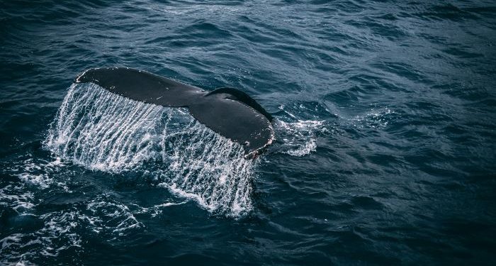 Controversial Professor “Discovers” Traces of Cosmic Traveler Found in Pacific Ocean, Fuelling the UFOs Rumour