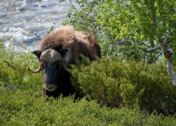 Spotting Signs of a Rising Stock Market: Key Indicators to Watch