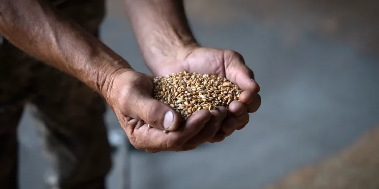Russia’s Grain Deal Latest: Examining Effects on Global Food Supply and Edogon’s Latest Paly with Putin