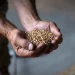Russia’s Grain Deal Latest: Examining Effects on Global Food Supply and Edogon’s Latest Paly with Putin