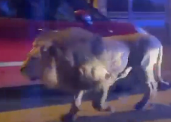 Lion Escapes From Circus, Found Roaming The Street of Residential Neighbourhood