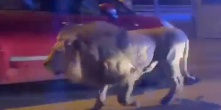 Lion Escapes From Circus, Found Roaming The Street of Residential Neighbourhood