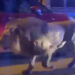 Lion Escapes From Circus, Found Roaming The Street of Residential Neighbourhood